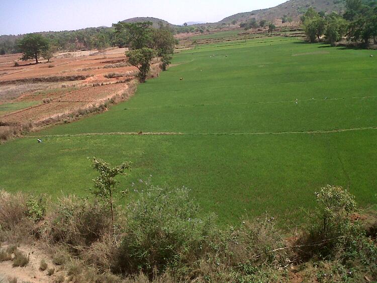 fields fields
