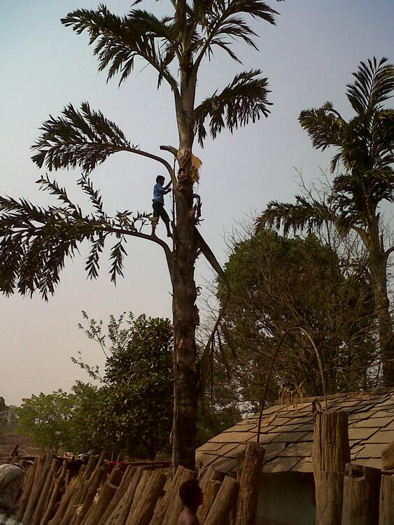 Toddy tree Toddy tree
