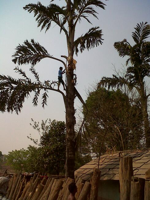 Toddy tree