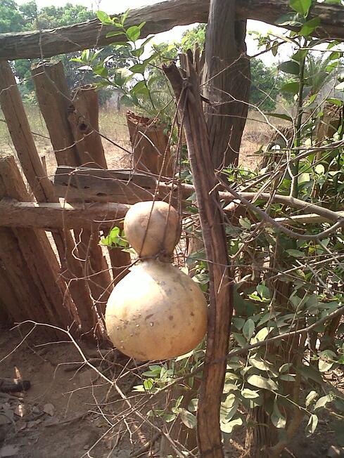 Bottle gourd water bottle